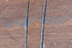 GreenlandFossils