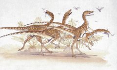 Saltopus