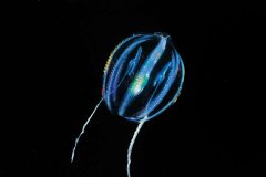 sea-gooseberry